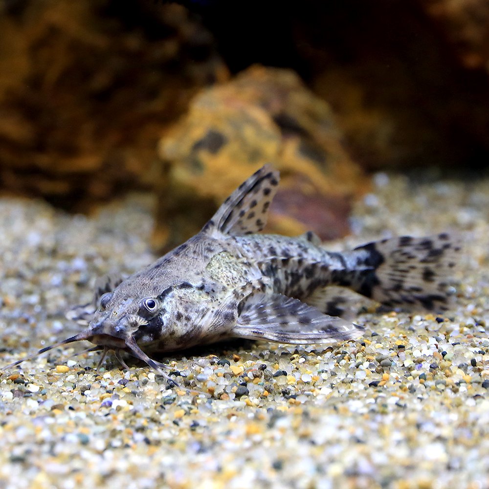 （熱帯魚）アストロドラス　カイクビ（１匹）　北海道・九州航空便要保温　ＣＲＣ13―46―00―00―00