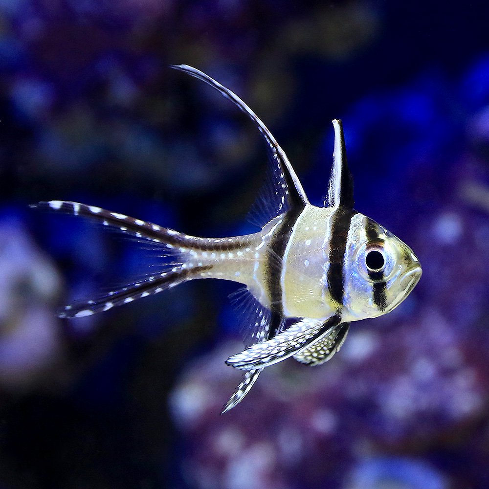 （海水魚）プテラポゴン・カウデルニー（５匹）　ＣＲＣ26―30―28―00―00