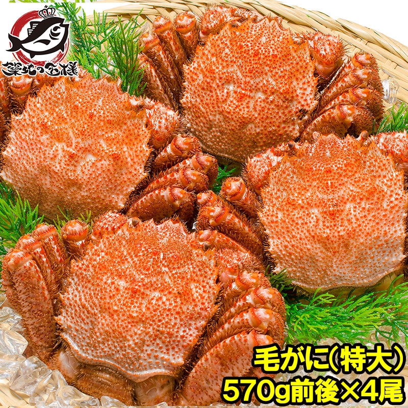 特大 毛ガニ 毛蟹 浜茹で毛がに姿 平均570g前後×4尾 ボイル 冷凍 北海道産 最高級 堅蟹 身もカニ味噌もぎっしり！築地の正規品堅ガニ かに カニ 蟹 カニ鍋 かに味噌 築地市場 21,456円