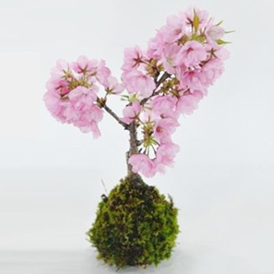 桜の苔玉 盆栽 ミニ桜 ミニ盆栽 苔盆栽 一才桜 旭山桜 bonsai ボンサイ ぼんさい 小品 プレゼント ギフト 贈り物 誕生日 引越し祝昇進 退職 桜特集 盆栽妙