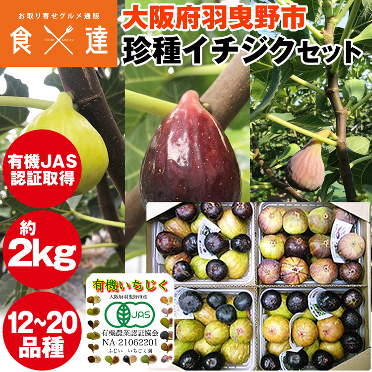 いちじく 2kg 有機JAS認証取得 珍種イチジク 12-20種入り 大阪府産 イチジク 無花果 羽曳野市 冷蔵便 同梱不可 指定日不可