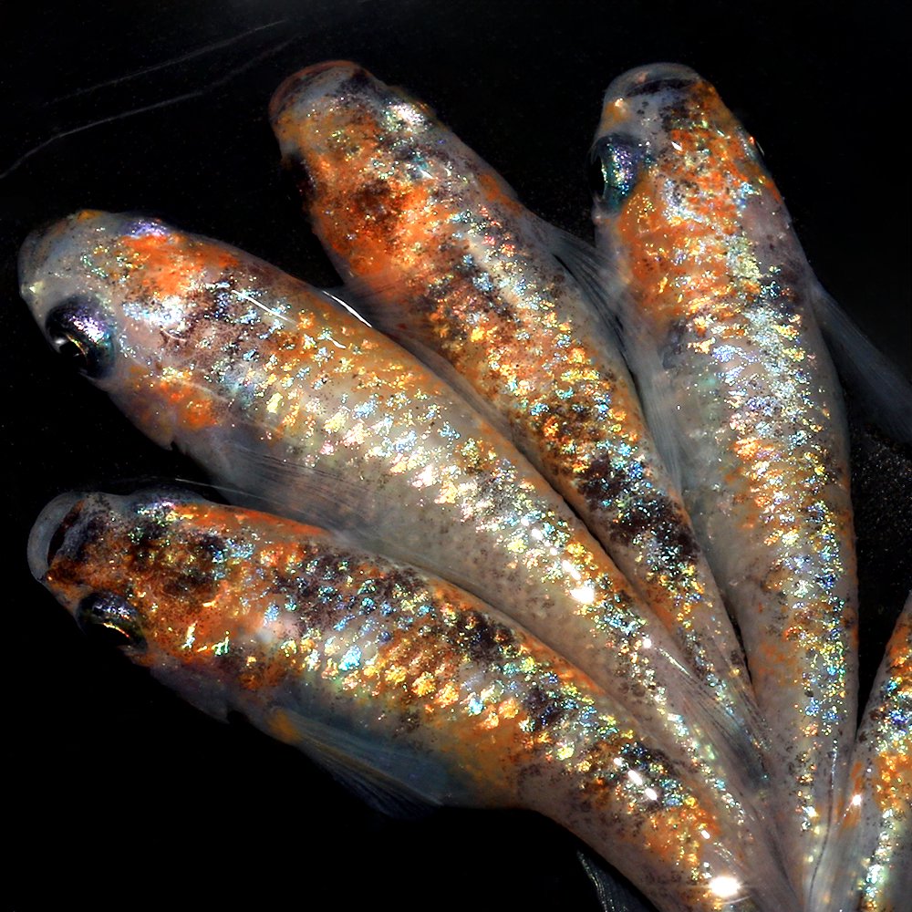 （めだか）月華メダカ　上物　上州めだか直系（１ペア）　ＣＲＣ60―20―22―70―20