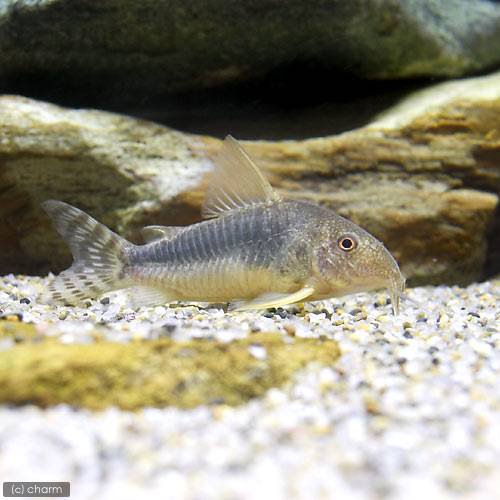 （熱帯魚）コリドラス・ゴッセイ（ワイルド）（３匹）　北海道・九州航空便要保温　ＣＲＣ13―36―20―00―00 12,322円