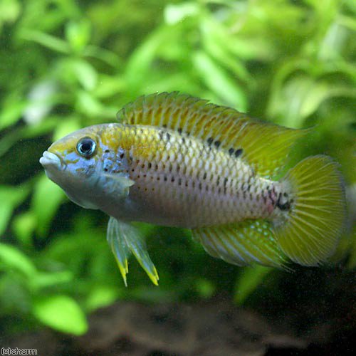 （熱帯魚）アピストグラマ・アラクリナ（１ペア）　北海道・九州航空便要保温　ＣＲＣ13―28―16―00―00