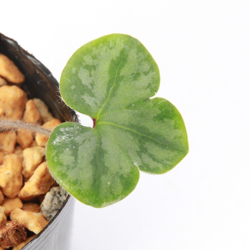 （山野草）ユキワリソウ（雪割草）　幽愁（ユウシュウ）　千重咲き　３号（１ポット）　開花中　ＣＲＣ15―35―12―00―00