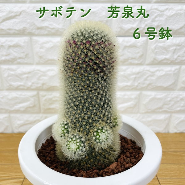 観葉植物 サボテン 芳泉丸 6号鉢 マミラリア属 ふわふわで可愛い 多肉植物 インテリア オシャレ かわいい プレゼント