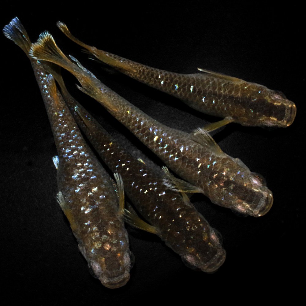 （めだか）オランジェダイヤメダカ　メダカ屋サバンナセレクト（１ペア）　ＣＲＣ60―20―22―70―30