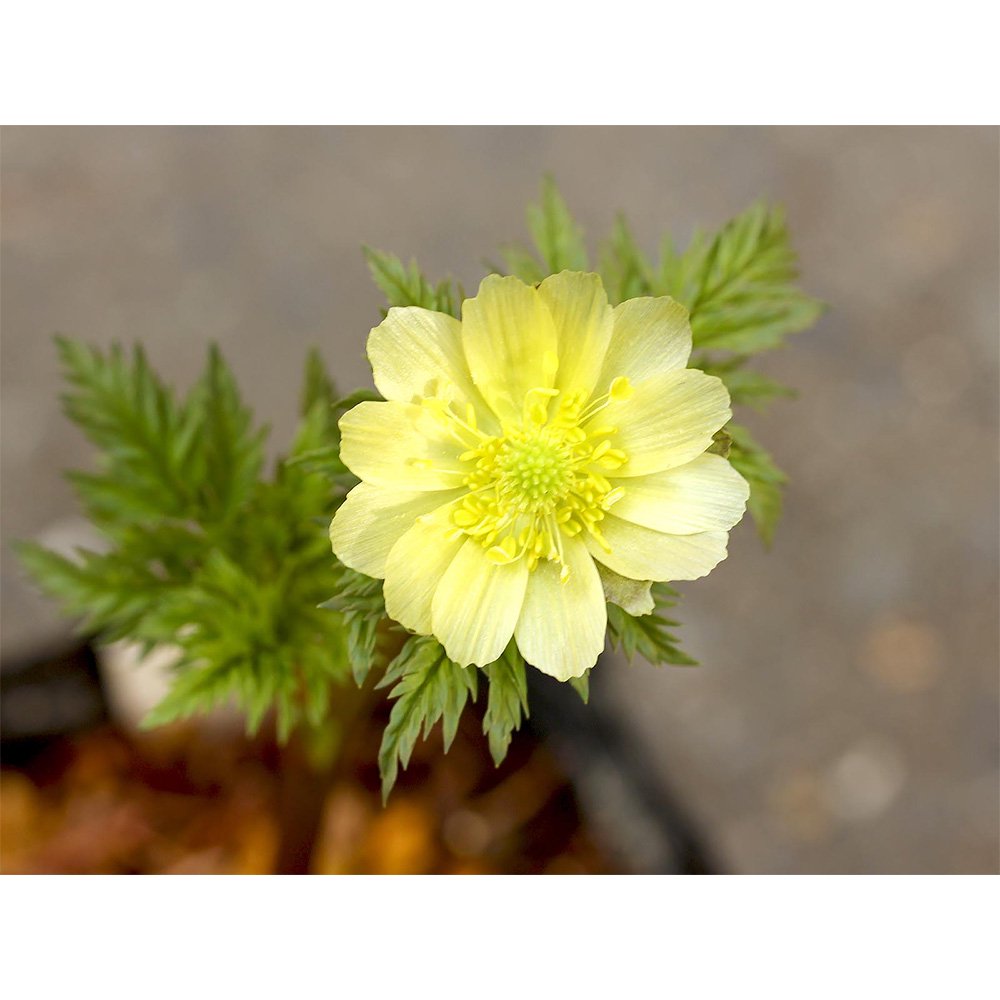 （山野草）品種系フクジュソウ（福寿草）秩父銀　３号（１ポット）　ＣＲＣ15―35―18―00―00