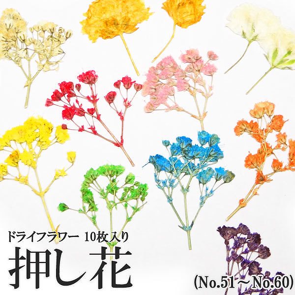 ドライフラワー 押し花 51 ハンドメイド 花弁 花びら 植物 材料 封入 パーツ クラフト アクセサリー レース フラワー ジェル アート ネイル レジン 素材 押し花 10枚入り デコパーツ 全商品オープニング価格 Www Quartzhotel Mx