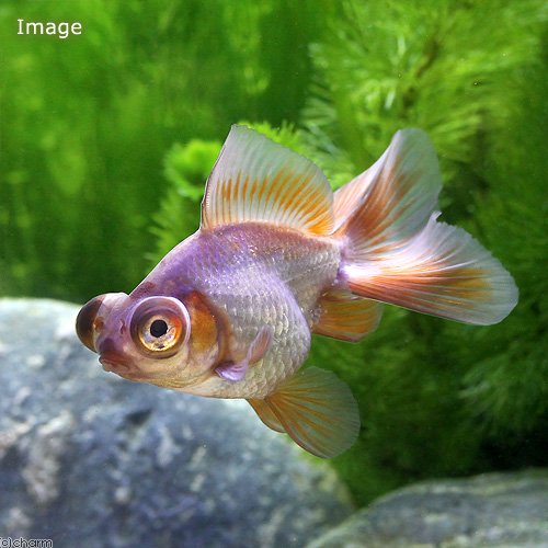 （金魚）メノウ蝶尾／瑪瑙蝶尾（中国産）（１匹）　ＣＲＣ60―15―60―00―00