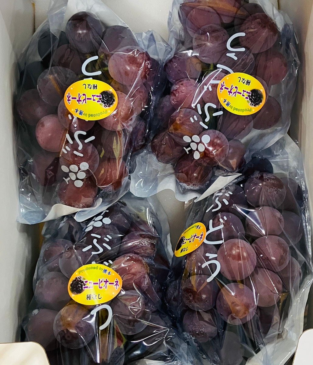 【選果落ち 訳あり商品】 国産 九州産 ピオーネもしくはニューピオーネ 4房 約1200g 【003】 クール冷蔵 規格外 家庭用 贈答不可 加工用 果物 熊本 福岡 葡萄　発送予定　8月上旬