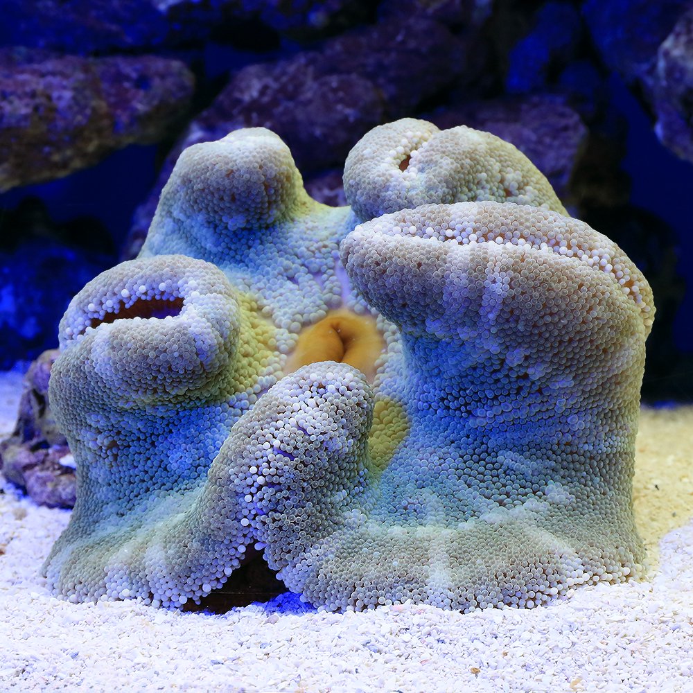 （海水魚）イボハタゴイソギンチャク　おまかせカラー　Ｍサイズ（１匹）無脊椎動物　北海道・九州航空便要保温　ＣＲＣ26―63―00―00―00