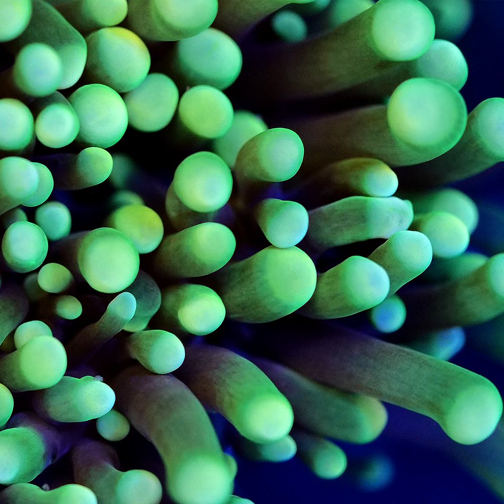 （サンゴ）フラグサンゴ　ツツマルハナサンゴ　グリーン　ポリカプラグ付き（１個）ｗｈ‐６８　北海道航空便要保温　ＣＲＣ26―50―80―00―00