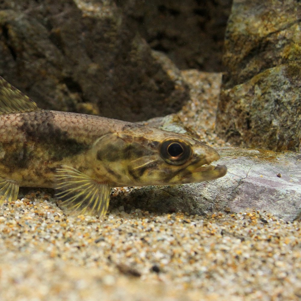（熱帯魚）タライロン　アイマラ（１匹）　北海道・九州航空便要保温　ＣＲＣ13―20―12―00―00