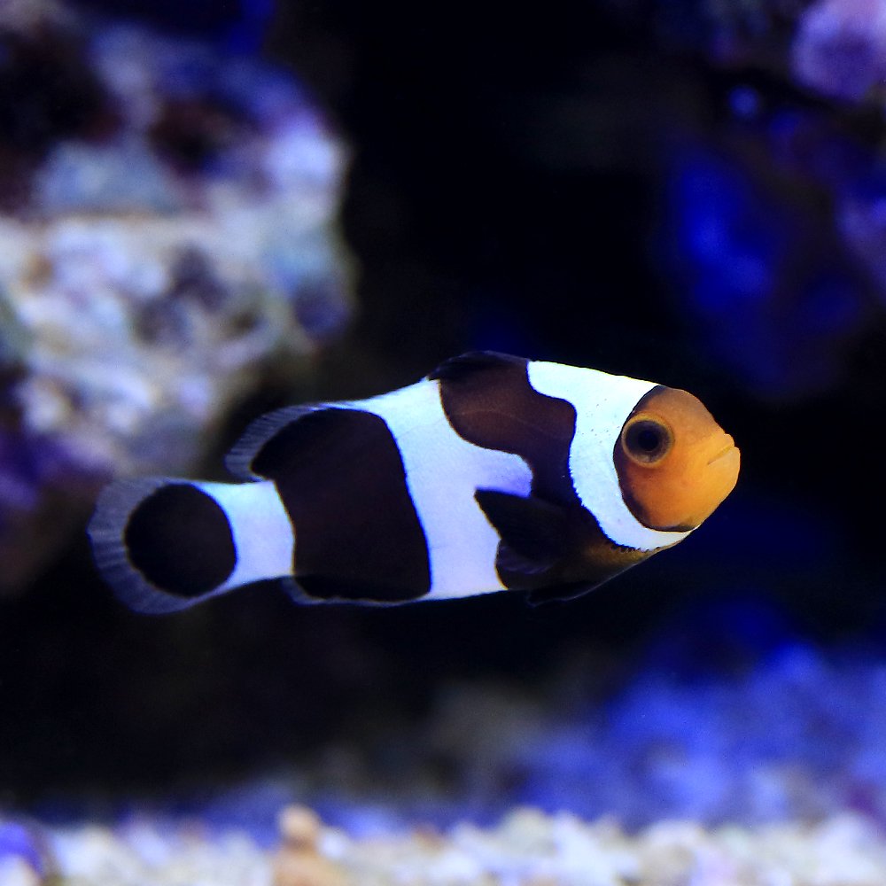 （海水魚）ブラッククラウンオセラリス（ブリード）（１匹）　ＣＲＣ26―30―16―10―00