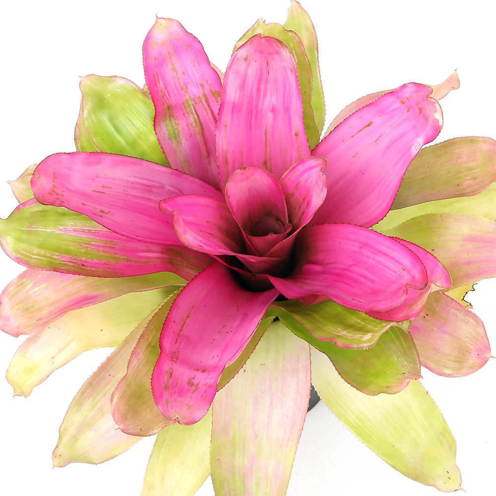 （観葉植物）ネオレゲリア　ドナー　５ー６号（１鉢）タンクブロメリア　ＣＲＣ15―30―10―25―00