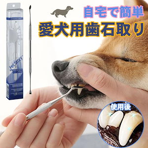 新作先行発売歯石取り 犬 猫 ペット用 スケーラー 歯石除去 歯磨き 虫歯予防 歯周病 器具 小型犬 中型犬 大型犬【急速出荷】