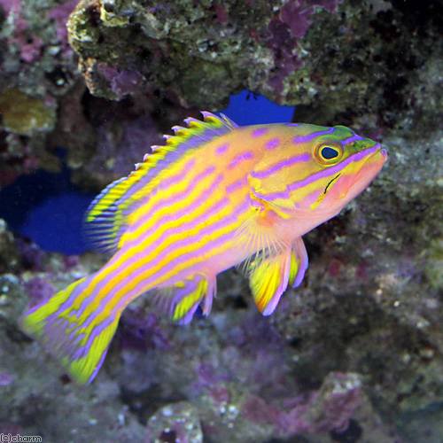 （海水魚）ミナミハタ（１匹）　北海道・九州航空便要保温　ＣＲＣ26―30―22―00―00