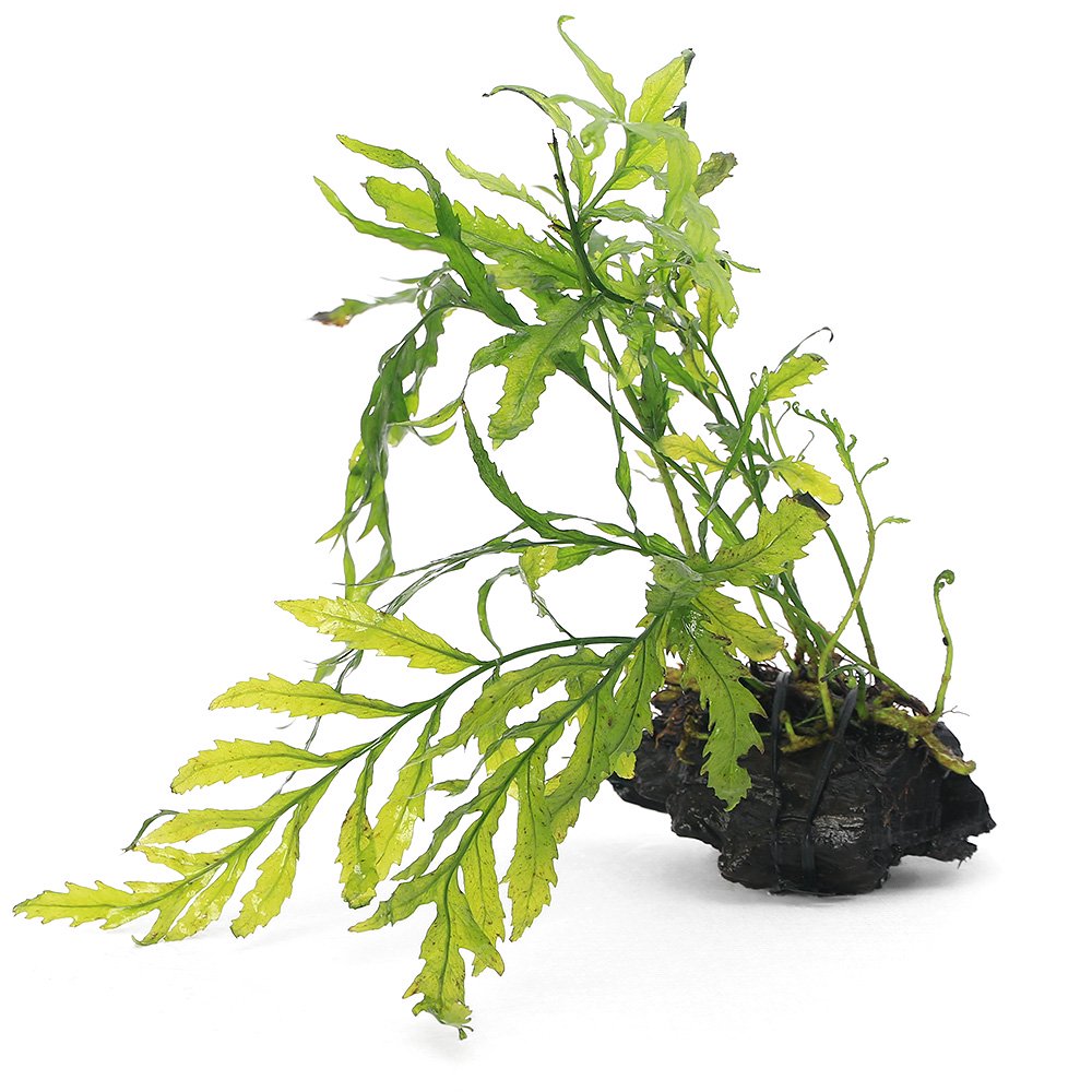 （水草）巻きたて　ボルビティス　ヒュディロティ　流木　ＳＳサイズ（約１０ｃｍ）（水中葉）（無農薬）（３個）　ＣＲＣ12―59―00―00―00