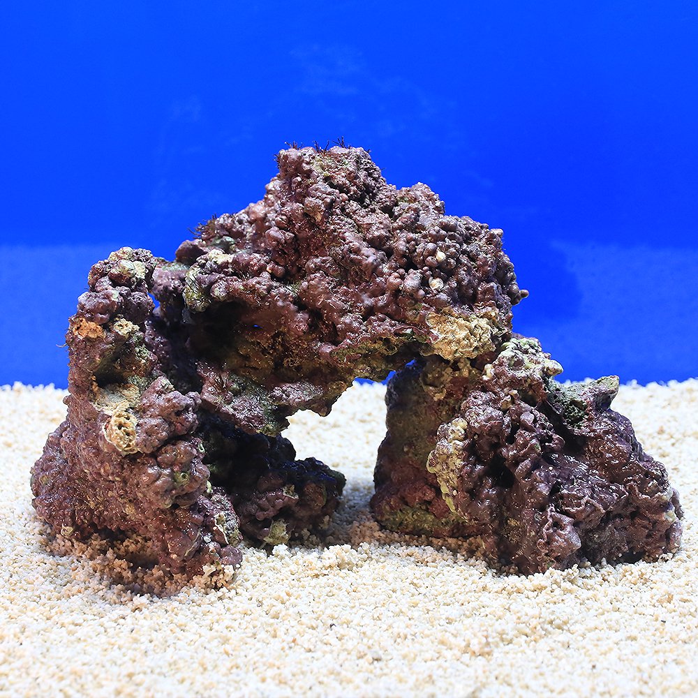 （海水魚）Ｓグレードライブロック　ＳＳ－Ｓサイズミックス（１ｋｇ）（形状お任せ）　ＣＲＣ26―55―20―20―00