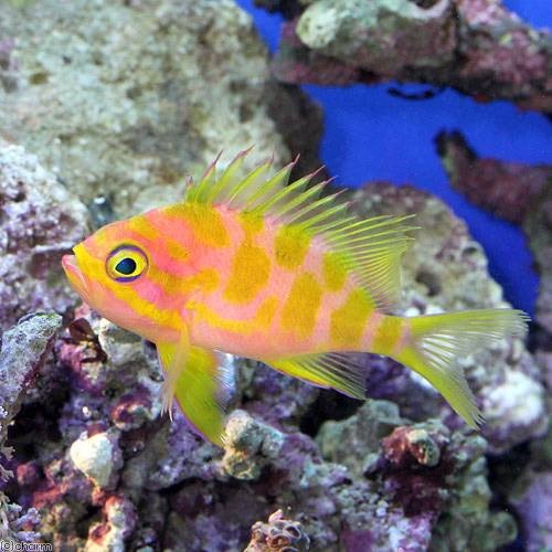 （海水魚）マダラハナダイ　Ｍサイズ（１匹）　北海道・九州航空便要保温　ＣＲＣ26―30―20―00―00