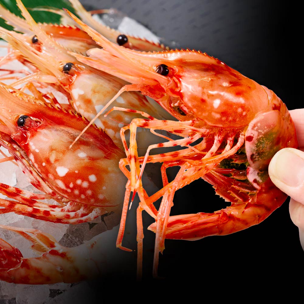 ボタンエビ 特大 2L 500g 刺身用 北海道 牡丹海老 子持ち ぼたんえび