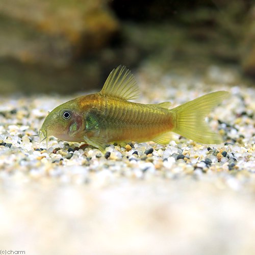 （熱帯魚）コリドラス・イルミネータス　ゴールド（ワイルド）（３匹）　北海道・九州航空便要保温　ＣＲＣ13―36―20―00―00