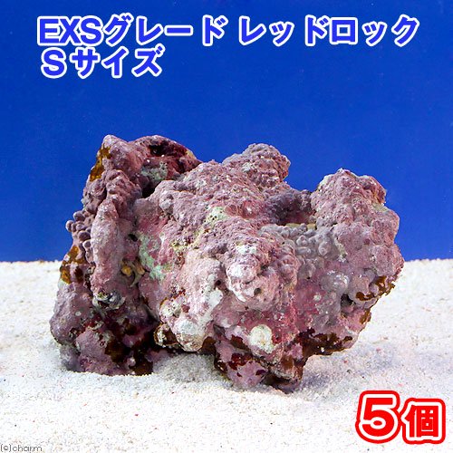 （海水魚）ライブロック　ＥＸＳグレード　レッドロック　Ｓサイズ（５個）（形状お任せ）　北海道・九州航空便要保温　ＣＲＣ26―55―20―20―00
