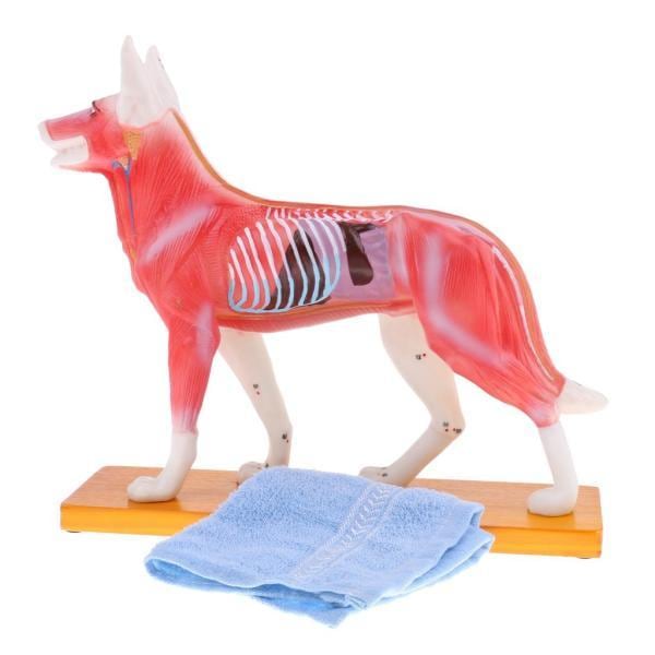 72点 教育 解剖学的モデル 犬モデル 鍼灸のポイント 医学研究用