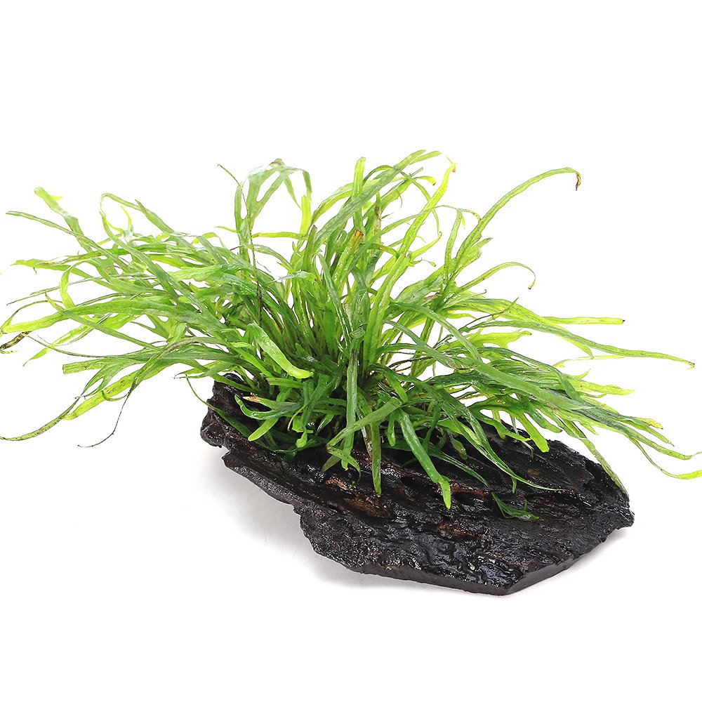 （水草）ミクロソリウムｓｐ．トライデント付き流木　トロピカ製（水上葉）（無農薬）（１本）　ＣＲＣ12―58―30―30―00