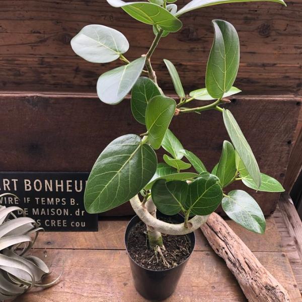 ベンガレンシス 5号 フィカス お部屋に 観葉植物