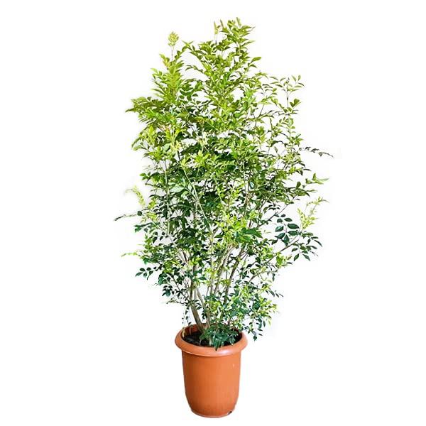 シマトネリコ トネリコ １０号 大鉢 大型 鉢植え 観葉植物 本物 株立ち 庭木 トネリコの木 インテリア ガーデニング 観葉植物 10号