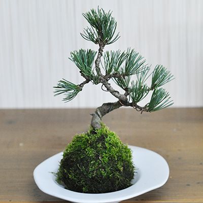 五葉松の苔玉【盆栽 ミニ盆栽 bonsai ボンサイ ぼんさい 小品 誕生日 引越し祝昇進退職贈り物プレゼント】