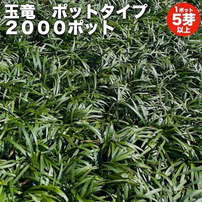 タマリュウ（玉竜）ポットタイプ 2000ポット 約20平米から80平米分 産地直送　グランドカバー