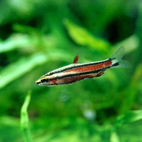 （熱帯魚）ブラッドレッド・ペンシル（ワイルド）（３匹）　北海道・九州航空便要保温　ＣＲＣ13―20―10―45―00