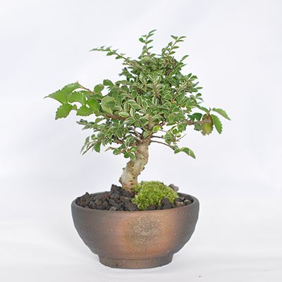 盆栽 けやき 紅葉 金芽八房 欅【 ミニ盆栽 雑木 秋 見ごろ 小さい ミニ ケヤキ 鉢植え 信楽焼 陶器鉢 植え替え 初心者 育て方 冊子 肥料 付属 セット ラッピング メッセージ カード ギフト