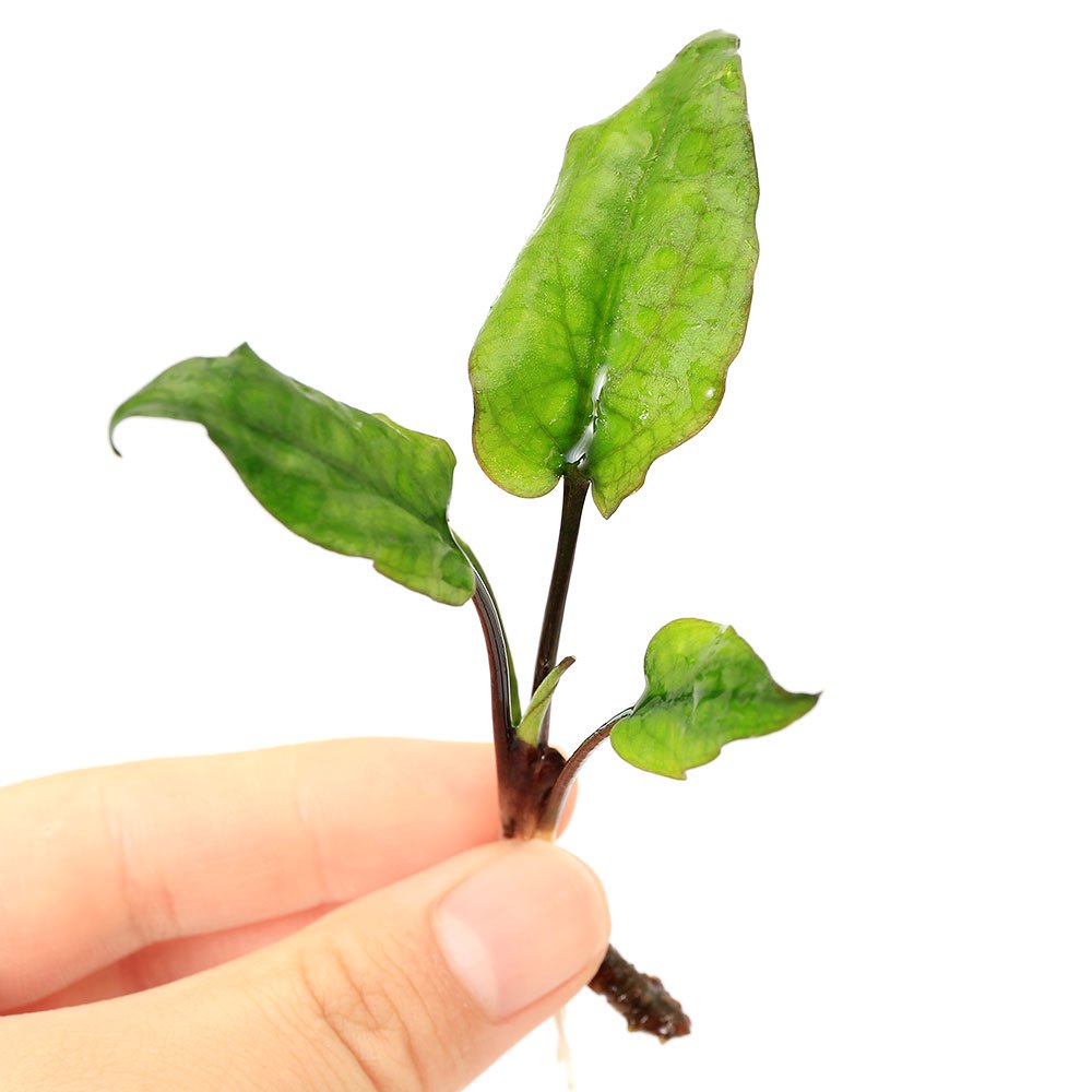 （水草）クリプトコリネｓｐ．Ｌｅｐａｒ　Ｐｏｎｇｏｋ産（水上葉）（１株）　ＣＲＣ12―72―40―00―00