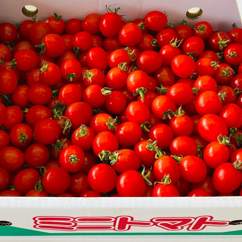 九州 熊本産 ミニトマト 約3キロ 箱込み 2Sからｒ2L 不揃い (002) 野菜 フルーツ 熊本 食品 旬 トマト