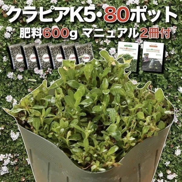 クラピア K5（薄桃） 9cmポット苗 80鉢セット 有機入り一発果菜肥料600g　植栽マニュアル付き