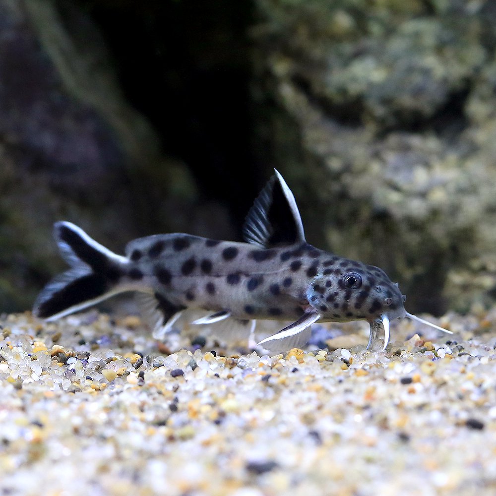 （熱帯魚）シノドンティス　ルキピンニス（１匹）　北海道・九州航空便要保温　ＣＲＣ13―46―00―00―00