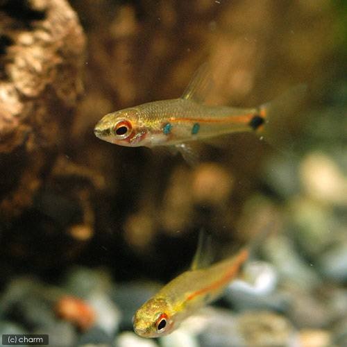 （熱帯魚）ネオレビアス・ポウェリー　２スポット（３匹）　北海道・九州航空便要保温　ＣＲＣ13―20―15―00―00