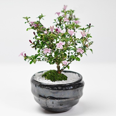 盆栽 ミニ盆栽 ミニ香丁木 コウチョウギ 万古焼 天目鉢 花 お花の盆栽 花が咲く 鉢植え おしゃれ 誕生日 退職 お祝い 母の日 ギフト プレゼント 盆栽妙