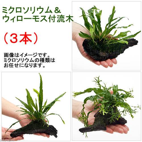 （水草）おまかせミクロソリウム＆ウィローモス付　流木Ｓサイズ（約１５ｃｍ前後）（３本）　ＣＲＣ12―58―30―90―00
