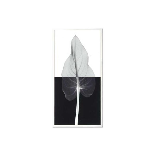 ファブリックパネル アートフレーム 飾り おしゃれ 花 壁掛け ウォールデコレーション 幻想的 植物 レントゲン インパクト CallaLeafII 350x650mm