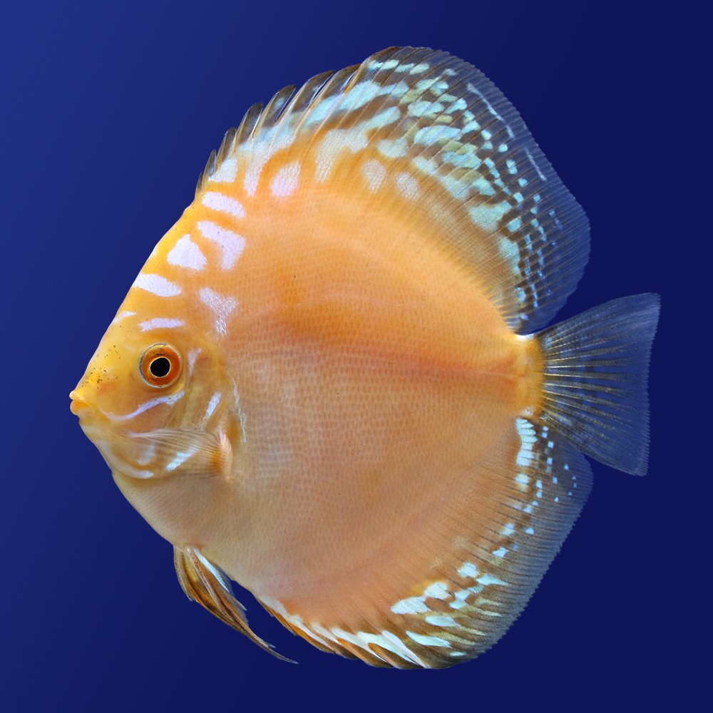 （熱帯魚）イエローダイヤモンド・ディスカス（Ｍサイズ）（１匹）　北海道・九州航空便要保温　ＣＲＣ13―31―10―00―00