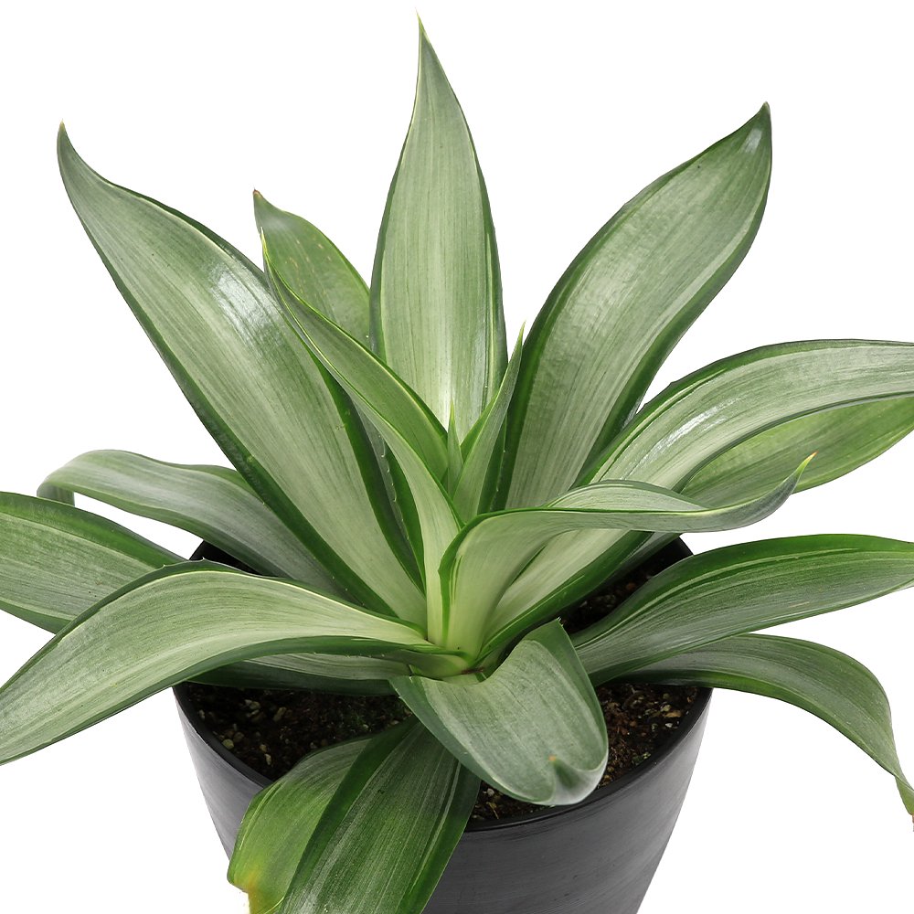 （多肉植物）アガベ　クイックシルバー　６号（１鉢）　ＣＲＣ15―60―20―00―00