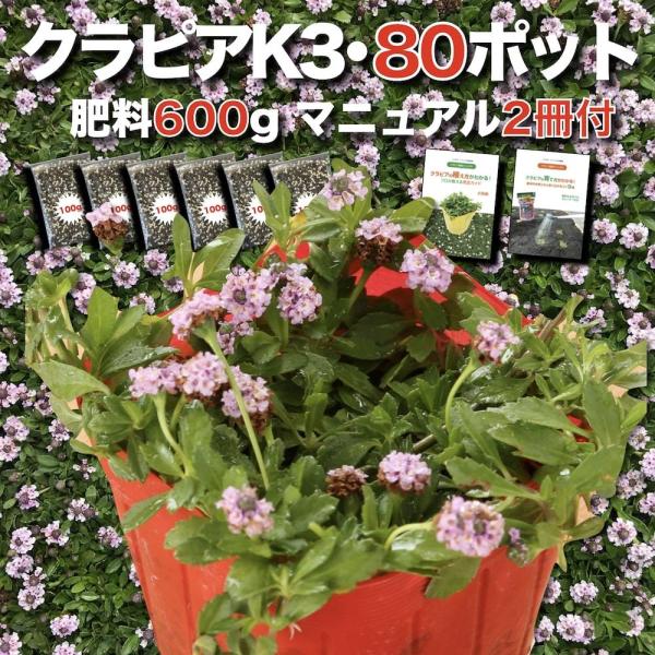 クラピア K3（ピンク）新品種 9cmポット苗 80鉢セット ピンク品種　イワダレソウ改良種