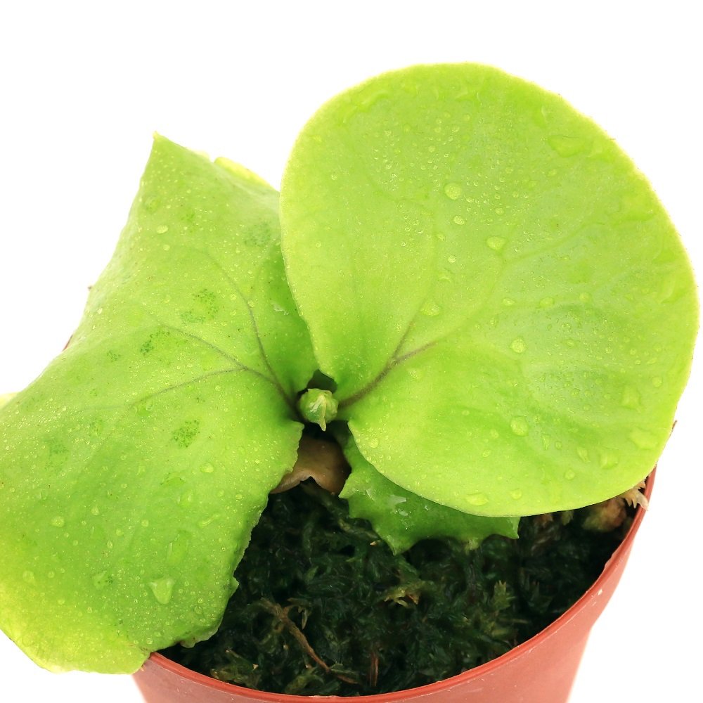 （観葉植物）ビカクシダ　リドレイ　スポア　２．５ー３号（３鉢）順化済み　リドレィ　リドレー　ＣＲＣ15―30―10―05―00