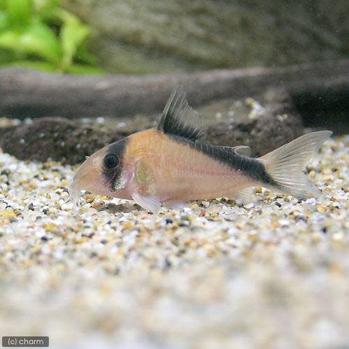 （熱帯魚）コリドラス・デビッドサンジィ（ワイルド）（１匹）　北海道・九州航空便要保温　ＣＲＣ13―36―20―00―00