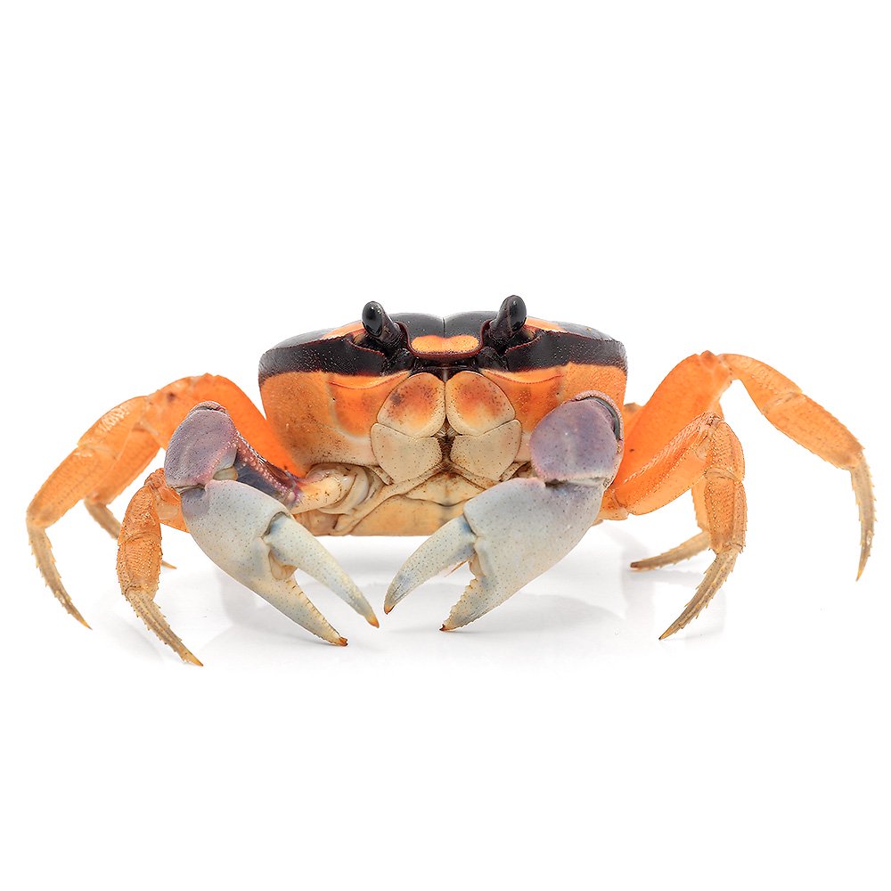 （エビ・カニ）カリビアン・ハロウィン・クラブ（１匹）　ＣＲＣ13―84―20―20―00